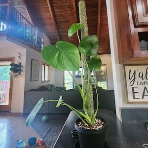 Desiree added a photo of their purchase