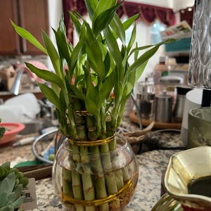 Abha added a photo of their purchase