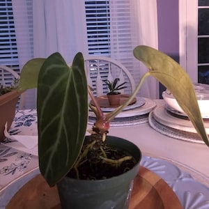 C added a photo of their purchase