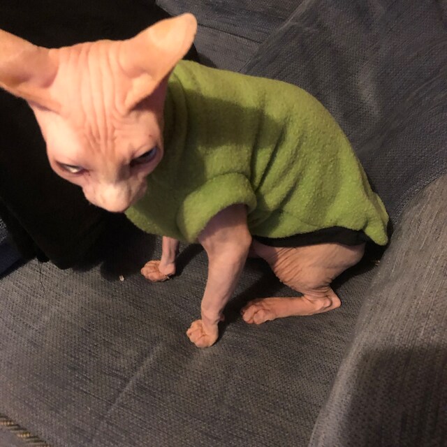 Pictures of Loki the Sphynx, the New Grumpy Cat