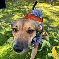 xs dog bow tie