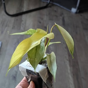 Nina added a photo of their purchase