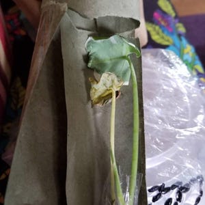 Kathleen added a photo of their purchase
