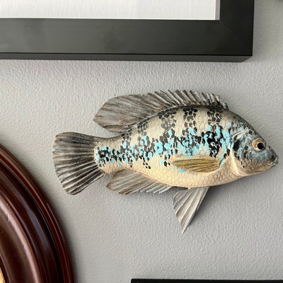 Rougheye Rockfish, Sebastes Aleutianus, Blacktip Rockfish, Rock Cod, 11 ...