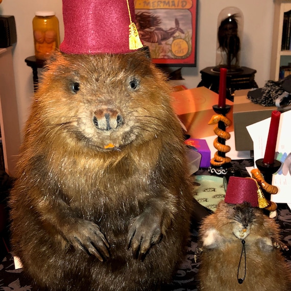 Customer photo of a pet with the Fez Hat mini small pet Cat Dog Hedgehog Vogue