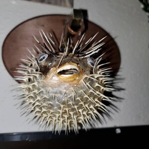 大型フグ剥製 - 吊り下げ可能なフグの展示 - Etsy 日本