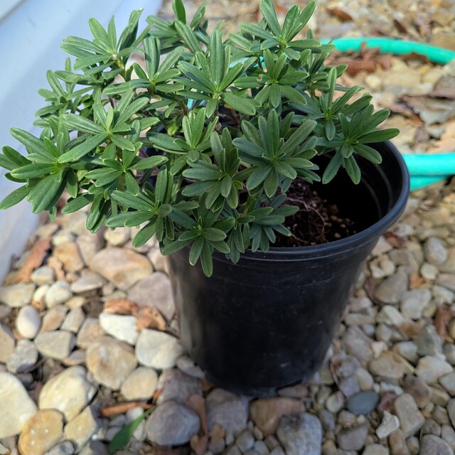 Daphne X Susannae 'lawrence Crocker' | Dwarf Daphne, Fragrant