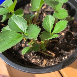 6 Raspberry Plants Caroline Large Fruits, High-yielding 6 Lrg 1 Year ...