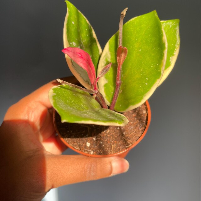 Hoya Flamingo Dream (purple Pride) - New Carnosa Variety - Live