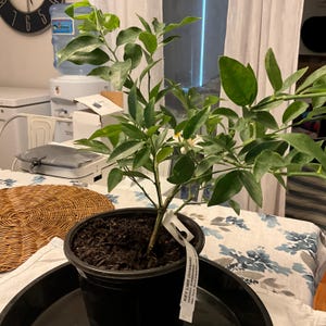 Leilani さんが購入した商品の写真を追加しました