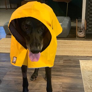 pitbull raincoat