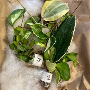 Kathleen added a photo of their purchase