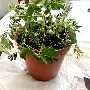 Sandra added a photo of their purchase