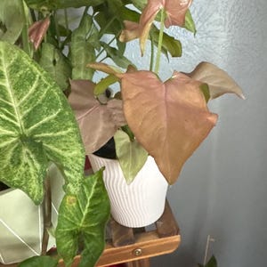 Gayle added a photo of their purchase