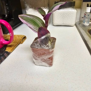Tradescantia albiflora Nanouk - Easy Care Trailing Variegated Pink Foliage Spiderwort - Wandering Jew Indoor House Plant in 8cm Pot