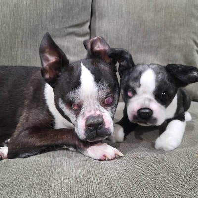Custom Pet Handmade Stuffed Clone, Custom Pet Stuffed Animal, Custom