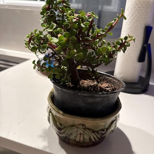 Rosa さんが購入した商品の写真を追加しました