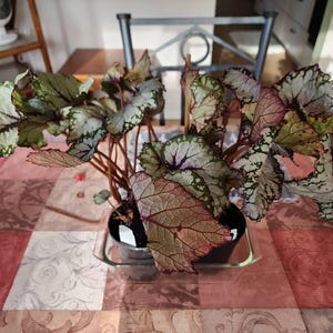 Jurassic™ Rex Begonia 'pink Splash' - Etsy Canada