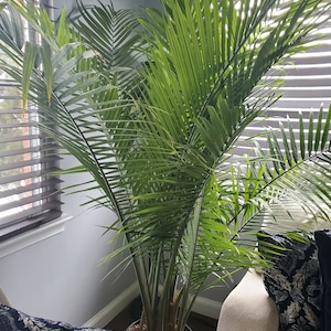 Majesty Palm Tree Plant Overall Height 55 to 65 Live Indoor Tree ...