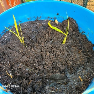 Alan さんが購入した商品の写真を追加しました