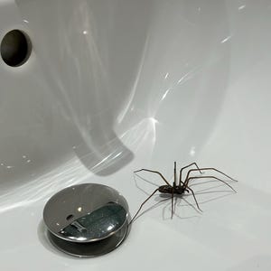 Lot De 4 Araignées Géantes Super Réalistes – Déco Flippante Pour Halloween, Maison Hantée Et Farces