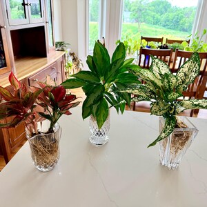 Aglaonema Lucky Red - Chinese Evergreen - Rare Tropical Plant