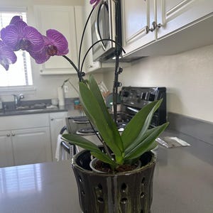Veronika added a photo of their purchase