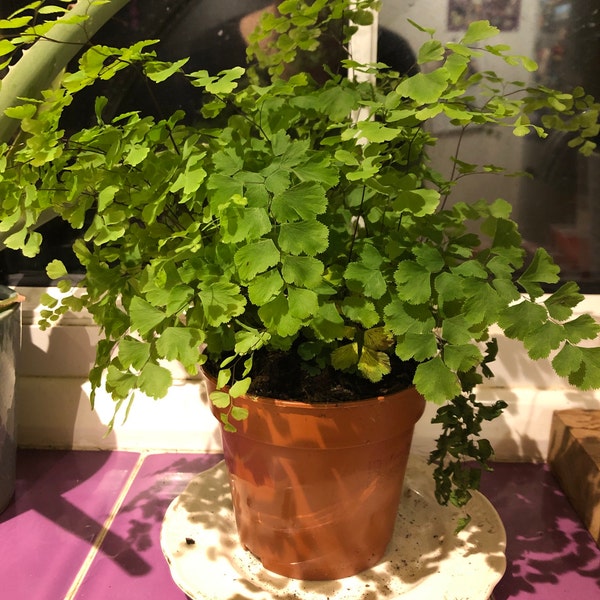 Growing Fragrant Maidenhair Fern In A Pot (Adiantum Raddianum