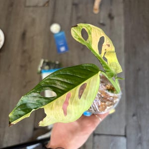 Veronica added a photo of their purchase