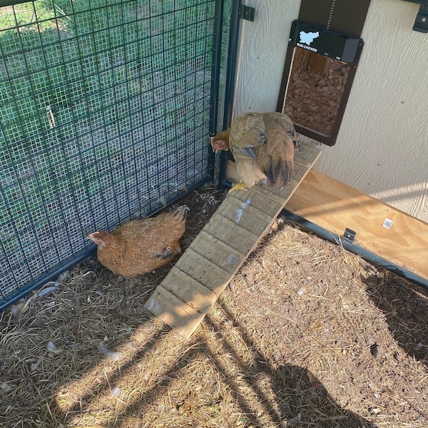 Outdoor Pine Pet Ramp With Sides: Chicken, Ferret, Small Animal - Etsy