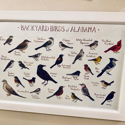 Alabama Backyard Birds Field Guide Art Print / Watercolor Painting ...