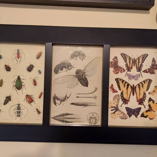 ONE Large Monarch Butterfly Migration Stickers - Wall Art Decor -for ...