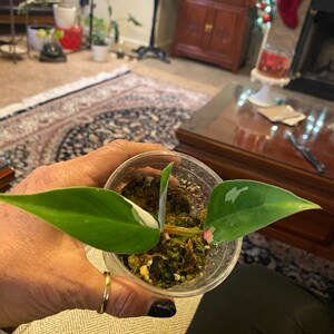 Tradescantia Blossfeldiana Aurea limelight 15 - Etsy