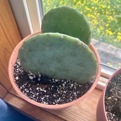 1 Cutting, Spineless Prickly Pear Cactus Pad, Opuntia Gomei, Old Mexico, Nopal