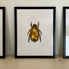 Set of 3 Gold Beetles Wall Decor, Insects Round Gold Wall Art - Etsy
