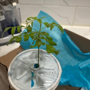 Etsy-koper heeft een foto van de aankoop toegevoegd