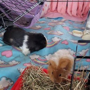 bunny added a photo of their purchase