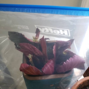 Lyndsie ha añadido una foto de su compra