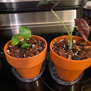 Diana ha aggiunto una foto del proprio acquisto