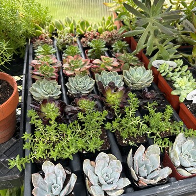 4 Pack 2 Assorted Varieties Succulents Potted - Etsy