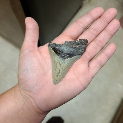 Broken Megalodon Shark Teeth, Real Fossil Sharks Tooth, Unique Arts and
