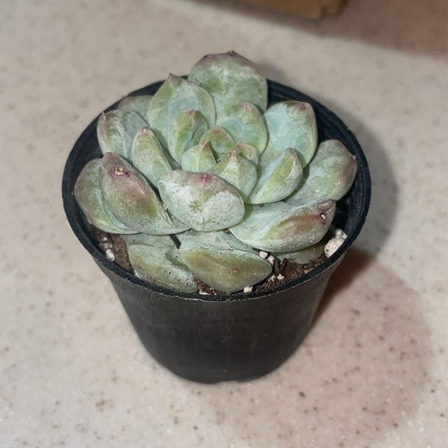 echeveria classic french trnusers サイズ2 The Echeveria Collection