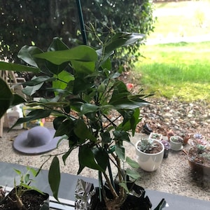 M. added a photo of their purchase