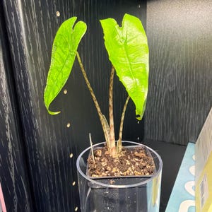 Jennifer added a photo of their purchase