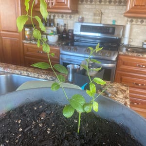 Lalitha added a photo of their purchase