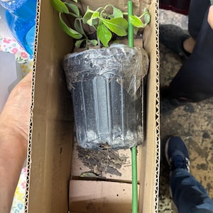 Pablo added a photo of their purchase