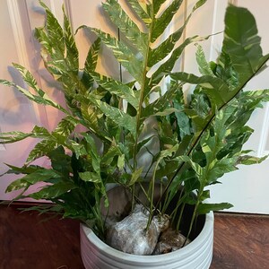 Drynaria Quercifolia Variegated/oak Leaf Fern Variegated - Etsy