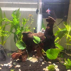 Elvira added a photo of their purchase