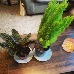 Foxtail Fern 6 Pot or 3 Gallon | Etsy