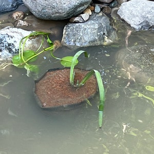 Kendall added a photo of their purchase